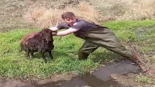 Bataklığa saplanan koyunu kurtardılar