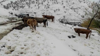 Batmanda nisan ayında kar çilesi: 60 yerleşim yerinin yolu ulaşıma kapandı