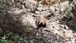 Batmanda porsuk görüntülendi