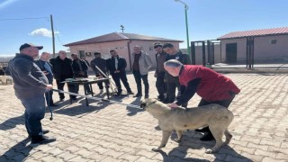 Bayburtta sokak hayvanlarını yakalama personeline eğitim