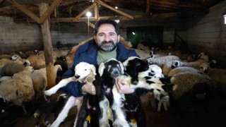 Besiciler oğlak ve kuzuları büyütme telaşında