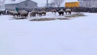 Besicilerin kar esareti sürüyor