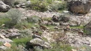 Besnide dağ keçileri sürü halinde görüntülendi