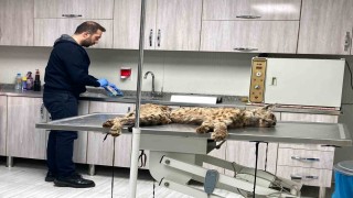 Bitliste bitkin hale bulunan vaşak koruma altına alındı