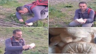 Bitliste dağ mantarı çıkmaya başladı