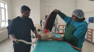 Bitliste yaralı bulunan flamingo Vanda tedavi altına alındı