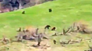 Böylesi ilk kez görüntülendi: Kış uykusundan uyanan 8 bozayı bir arada
