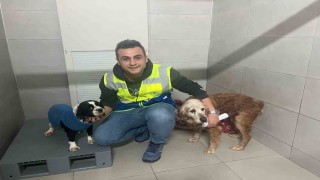 Bursa Büyükşehir, bayramda da can dostların yanında