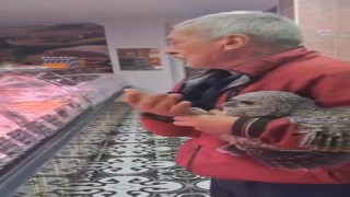 Bursada yuvasından düşen baykuş kasaba götürüldü
