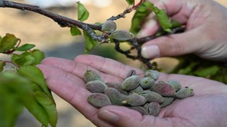 Bursada zirai donun faturası ağır olacak