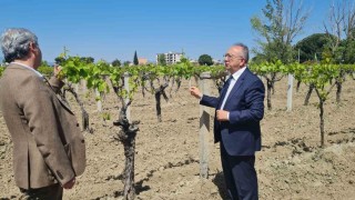 Büyükşehirden don zararına uğrayan üreticilere destek