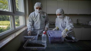 Çam ormanları terminatörlere emanet