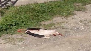 Cami üzerindeki ÇEDAŞ hattı leyleği telef etti