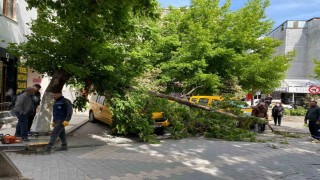 Çanakkalede fırtınada kırılan ağaç dalı araçların üzerine devrildi