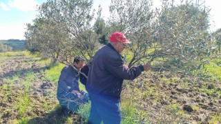 Çanakkalede zeytin üreticilerine uygulamalı budama ve aşılama eğitimi