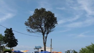 Çeşmi cihan Amasranın ağlayan ağacı kesildi