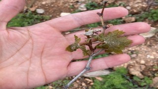 Çiftçilerin cabası yetmedi, don tarım arazilerine büyük zarar verdi