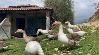 Çiftçilerin gelir kapısı oldu: Kaz yumurtası büyük ilgi görüyor