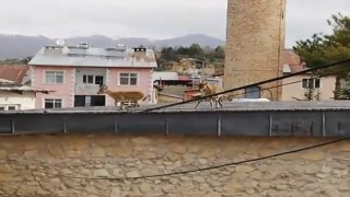 Dağ Keçileri evlerin ve tarihi caminin çatısına çıktı