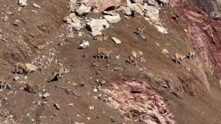 Dağ keçileri güneşli havanın tadını çıkardı