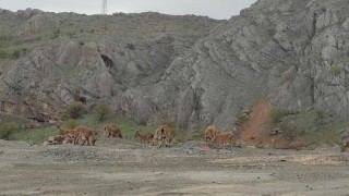 Dağ keçileri kara yoluna indi
