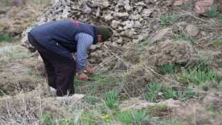 Dağlarda çiriş otu bereketi