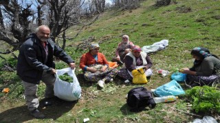 Dağlarda doğal olarak yetişen pancarlar yüzlerce aileye geçim kaynağı oluyor