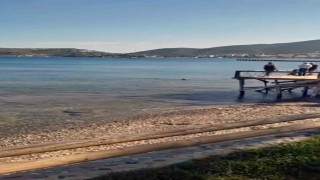Datçada kıyıya yakın bölgede iki köpek balığı görüldü