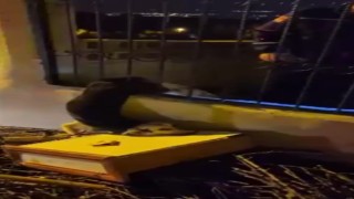 Demir korkuluklarda sıkışan köpeği itfaiye kurtardı