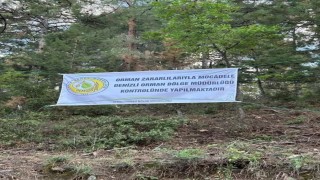 Denizlide ağaçları kurutan böceklerle mücadele başlatıldı