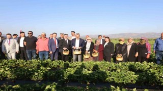 Depremzede çiftçiyi kalkındıracak projede çilek hasadına başlandı