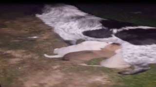 Dereye düşen yavru köpek itfaiye ekiplerince kurtarıldı