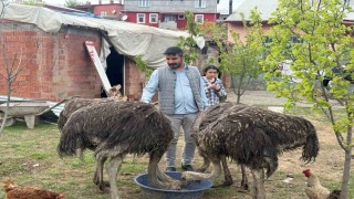 Deve kuşları Tuzlucanın yeni maskotları oldu