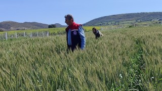 Didimde tarımsal kontroller tamamlandı, tarlalarda hastalık ve zararlıya rastlanmadı
