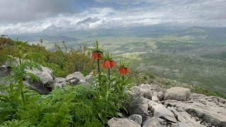 Diyarbakırda ters lale fotoğraflandı