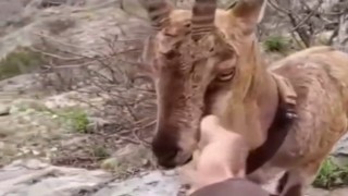 Doğaya salınan yaban keçisiyle vatandaşın sıcak diyaloğu yürekleri ısıttı