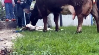 Doğum sancısı çeken ineği, belediye ekipleri doğurttu