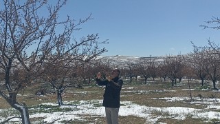 Dondurucu Soğuk Kayısı Üretimini Vurdu: Üreticiler Büyük Zarar Gördü