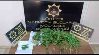 Dörtyolda hint keneviri operasyonu