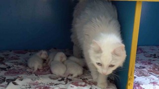 Dünya güzeli Van kedisi ‘Su 5 yavru doğurdu