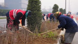 Düzcede 14 bine yakın bitki dikildi