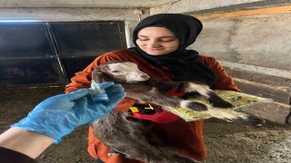 Elazığda aşı ve küpeleme çalışması