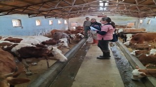 Elazığda aşılama ve küpeleme çalışması sürüyor