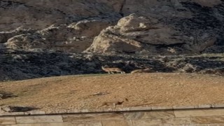 Elazığda koruma altındaki dağ keçileri sürü halinde görüntülendi
