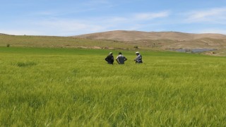 Elazığda süne sürvey çalışmaları başladı