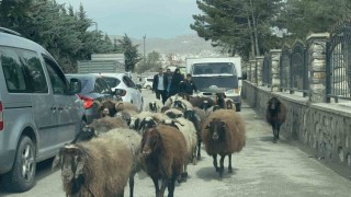 Elazığda trafikte sürpriz konuk: Koyun sürüsü şehir merkezinde yol kesti