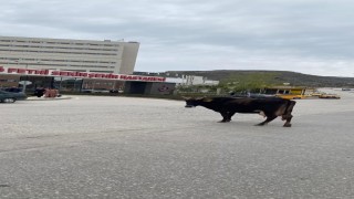 Elazığda yolunu kaybeden inek hastane önünü mesken tuttu