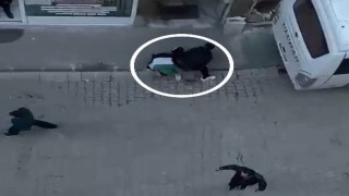 Elinde torpil patlayan çocuk ağır yaralandı