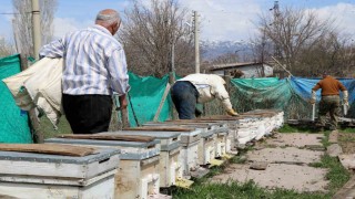 Erzincanda kıştan çıkan bal arıları açan çiçeklerle buluştu