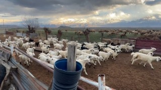 Erzincanda kuzular anneleriyle buluştu